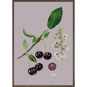 STEVNS CHERRY - KUNSTPRINT - VÆLG STØRRELSE