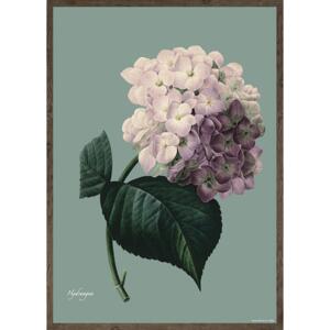 HYDRANGEA - KUNSTPRINT - VÆLG STØRRELSE