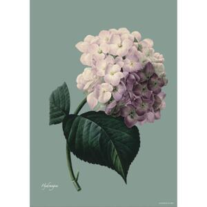 HYDRANGEA - KUNSTPRINT - VÆLG STØRRELSE